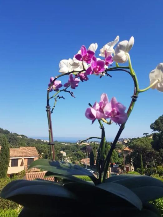 Hameau Du Soleil Appartement Cavalaire-sur-Mer Buitenkant foto